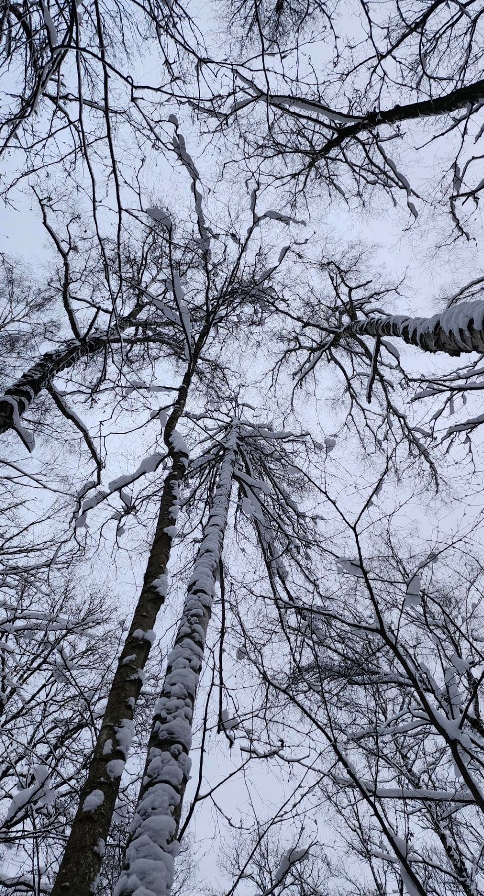 Зимний лес 