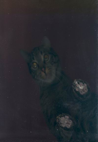 Space Cat Кошка.