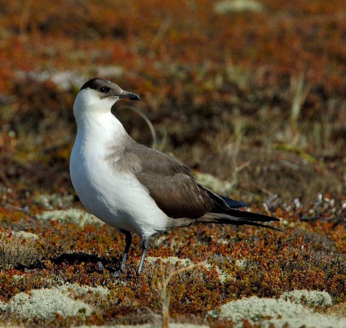 Гроза мышей и мелких птиц Короткохвостый поморник, Stercorarius parasiticus, Parasitic Jaeger, Tobseda, Barents Sea, Arctic