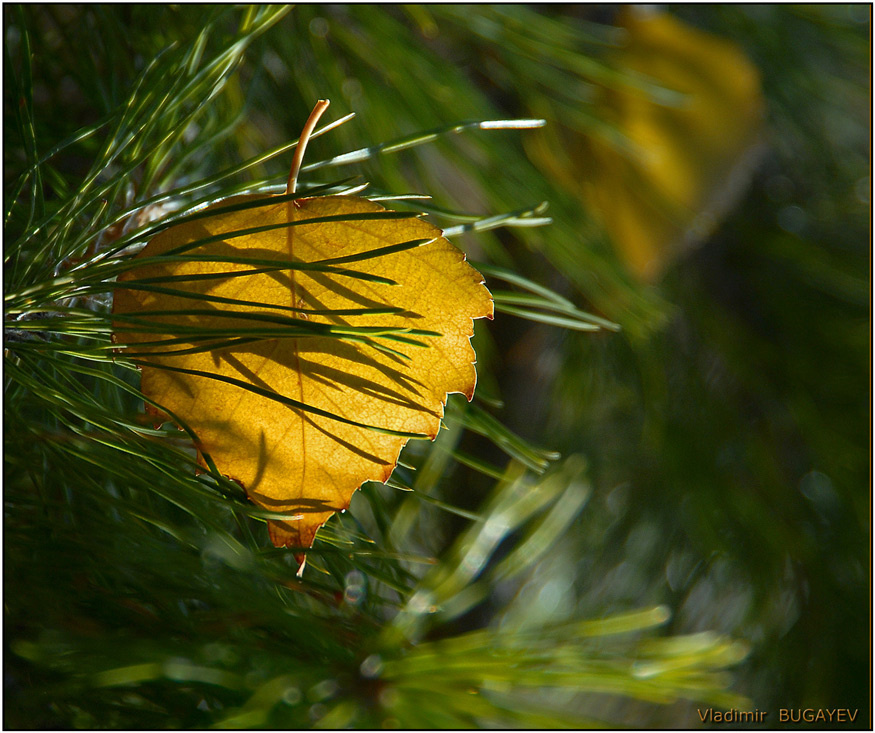 Лесной фонарик... * Small wood lantern ... лес август солнце закат луч желтый лист хвоя сумерки фонарь Vladimir Bugayev