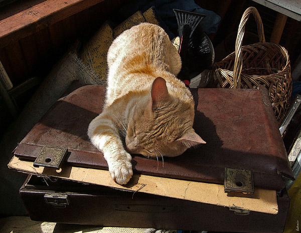 кошатик 