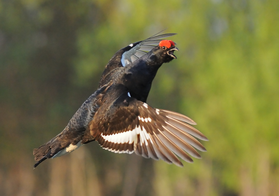 Токующий Тетерев, Eurasian Black Grouse, Lyrurus tetrix, ток