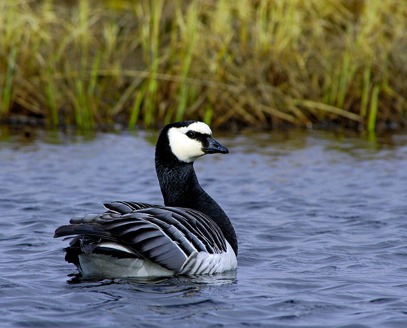 На глади озерной Белощекая казарка, Branta leucopsis, Barnacle Goose, Tobseda, Barents Sea, Arctic
