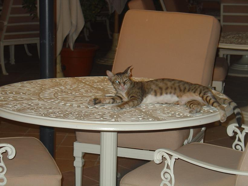 a cat on the table 