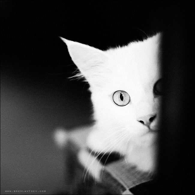 ... кот кошка