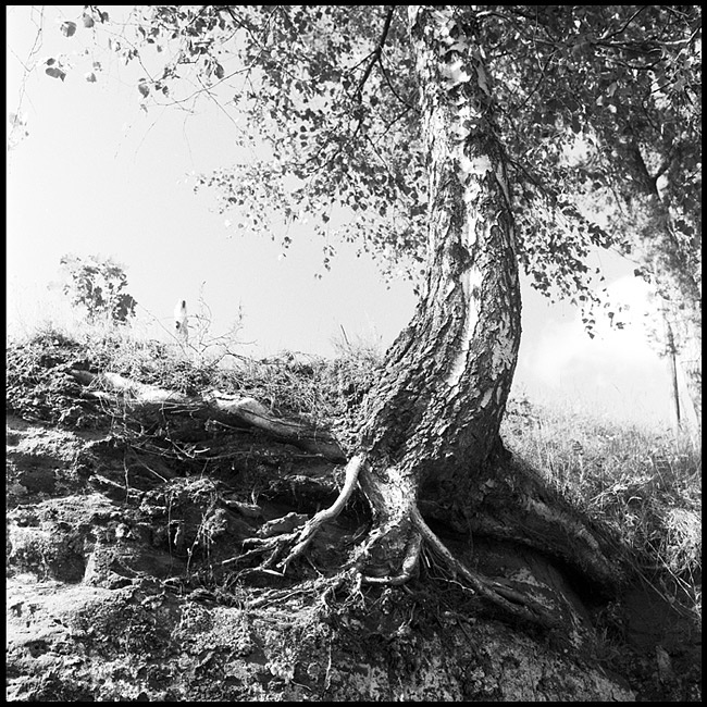 * Rolleiflex