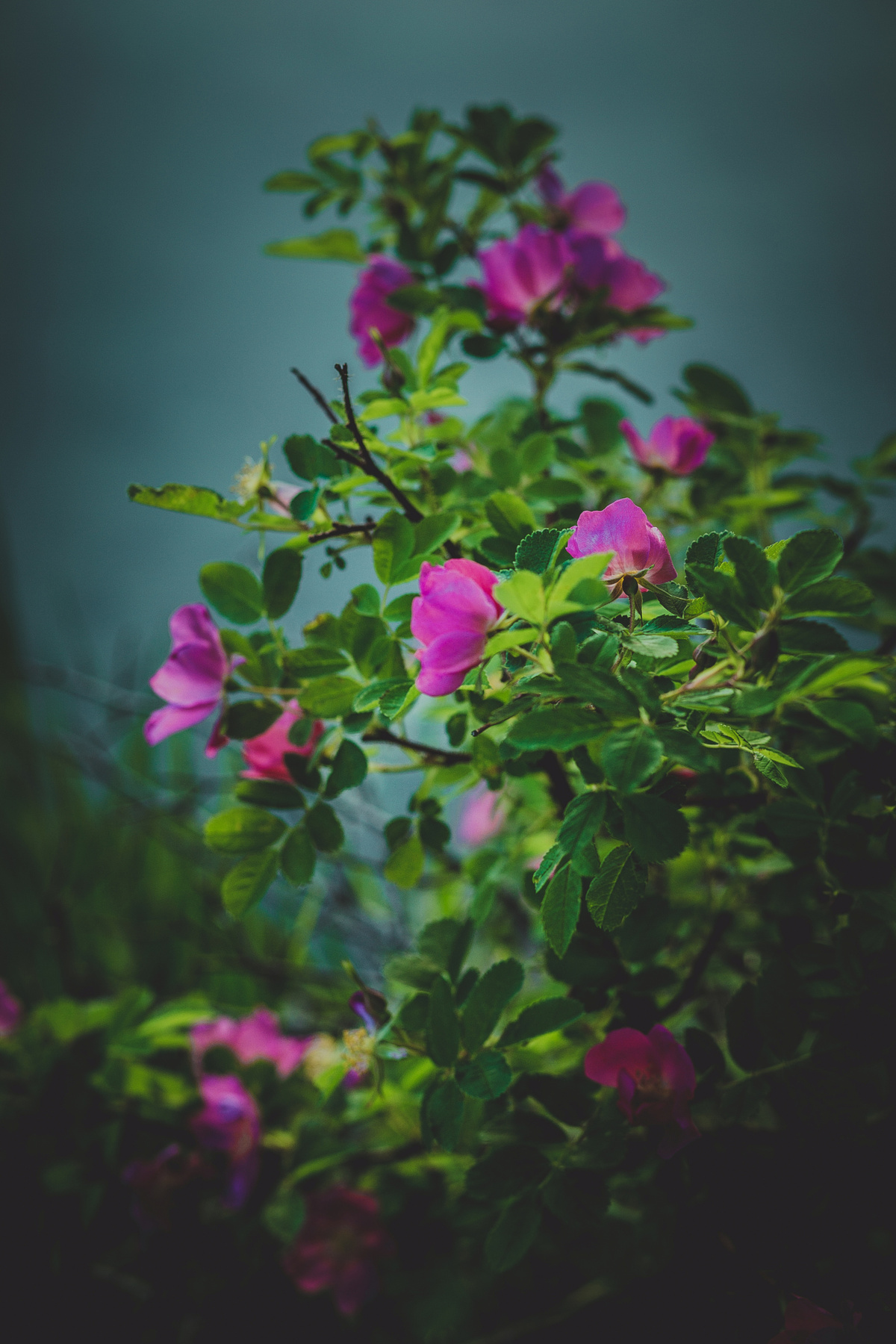 Фотооткрытка цветы природа