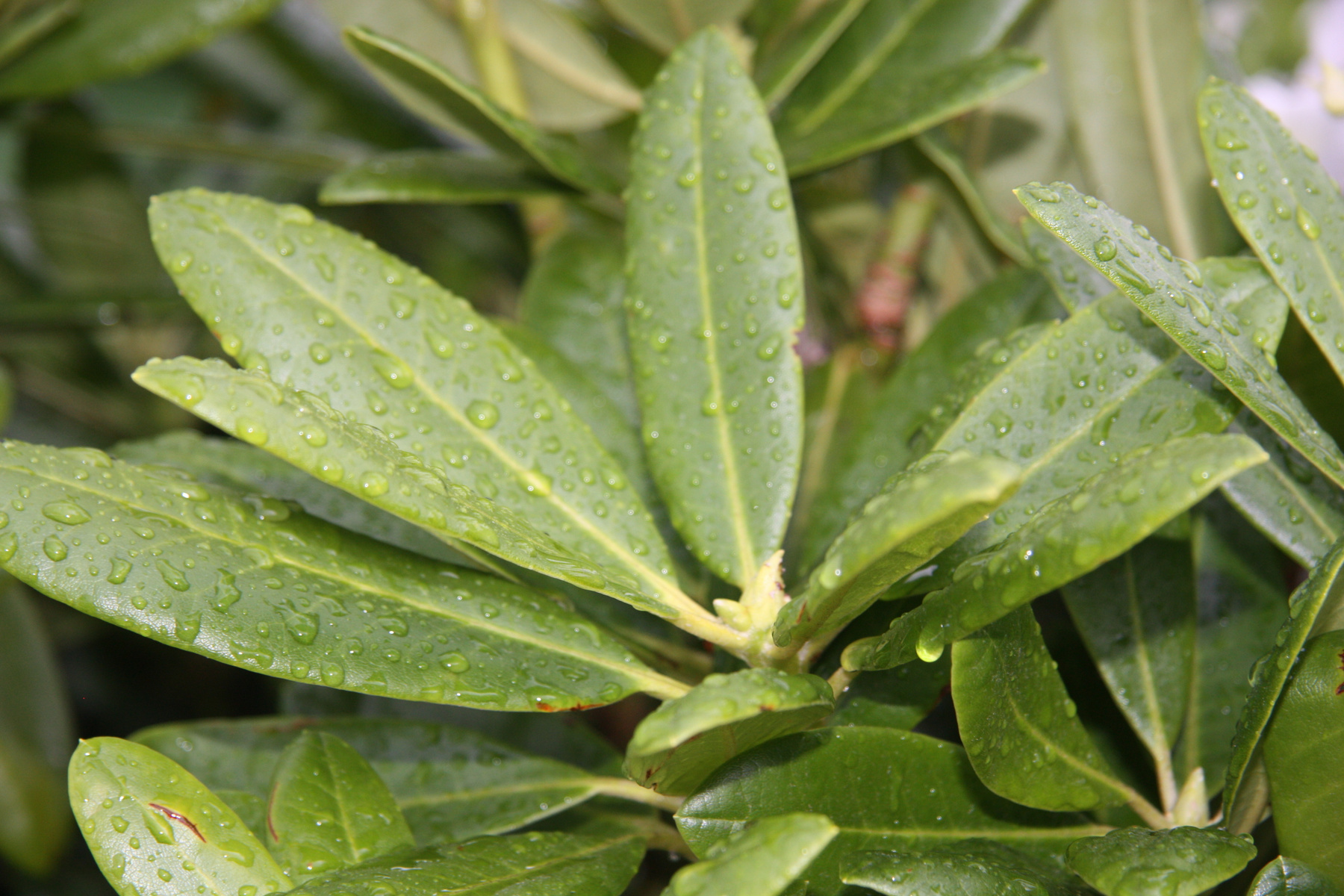декоративные цветы 