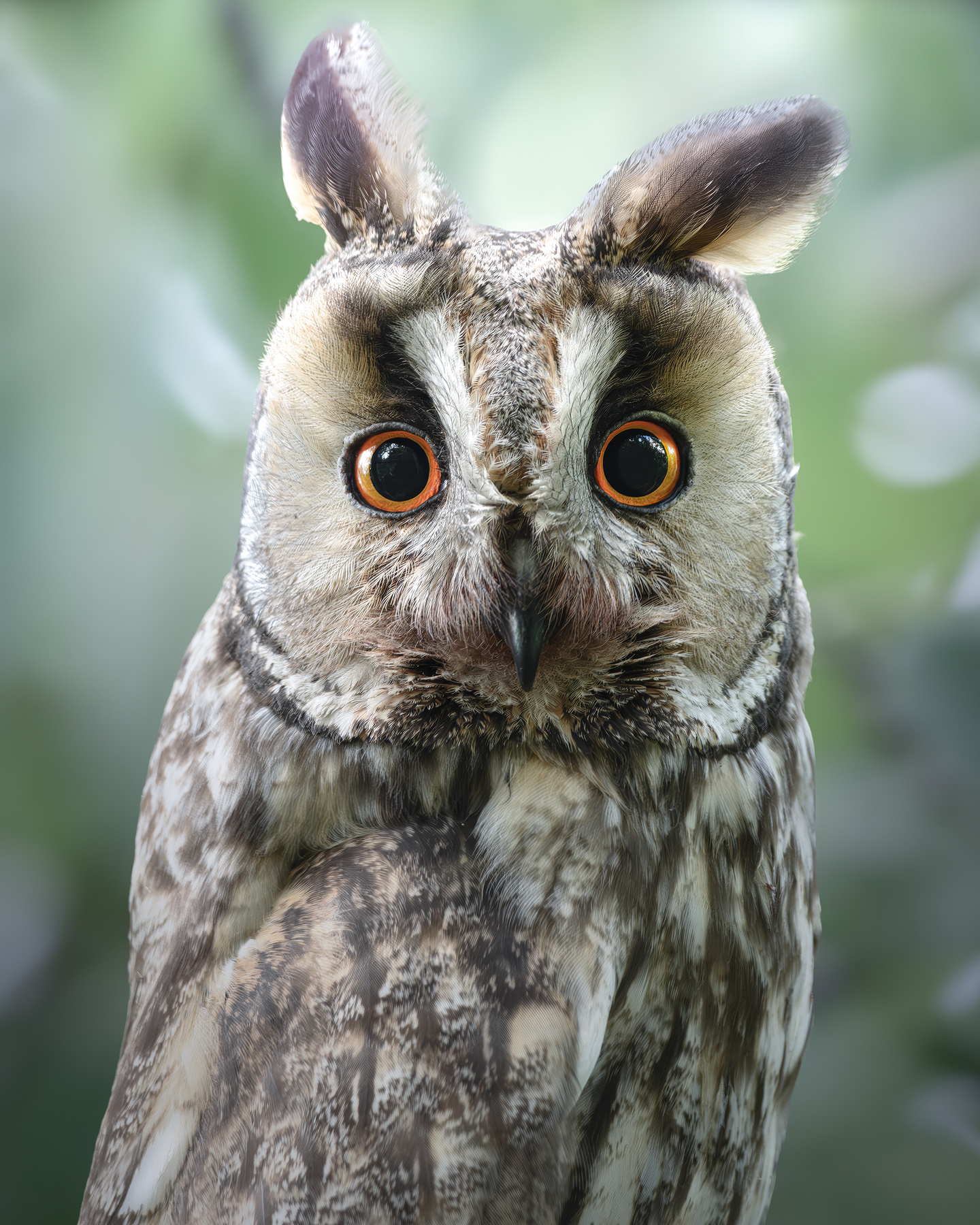 Ушастая сова (Asio otus) 
