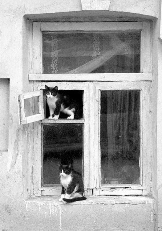 \"Тётя, тётя Кошка...\" кот, окно