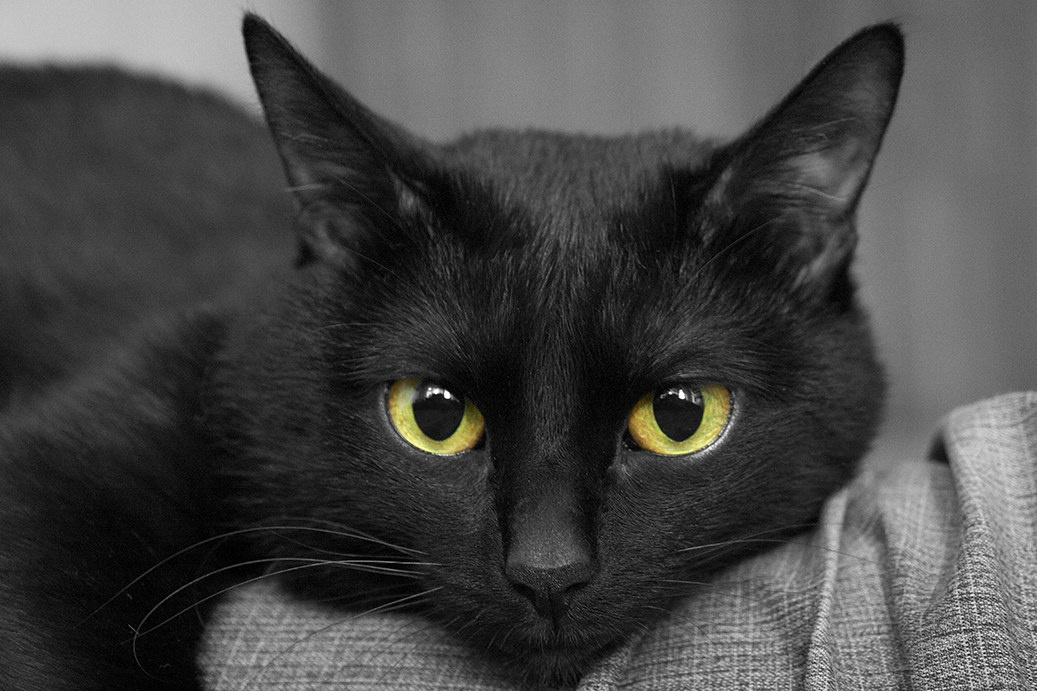 *** кот