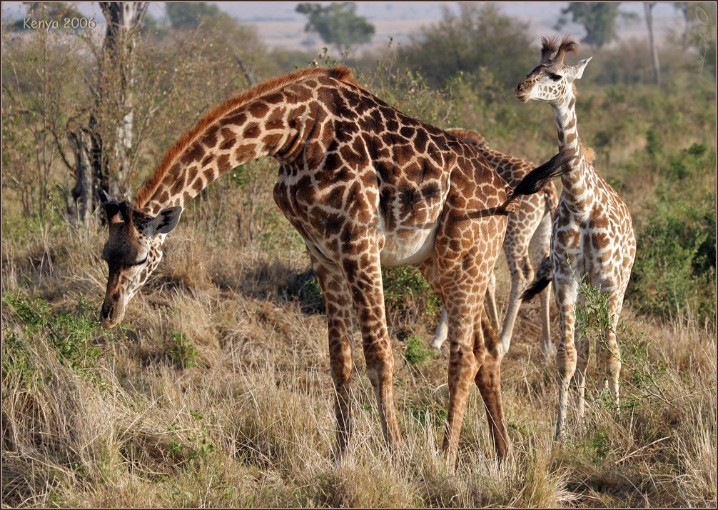 Про серьезное любопытство и веселую прическу... жирафы Кения Африка Kenya Africa