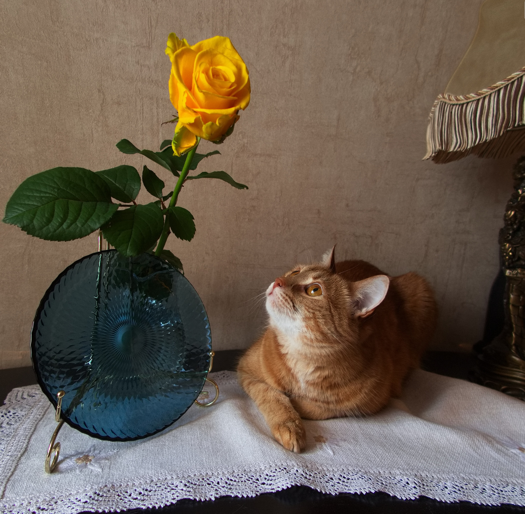 Скоро лето? Натюрморт Фотонатюрморт Кот Роза Жёлтая Стекло