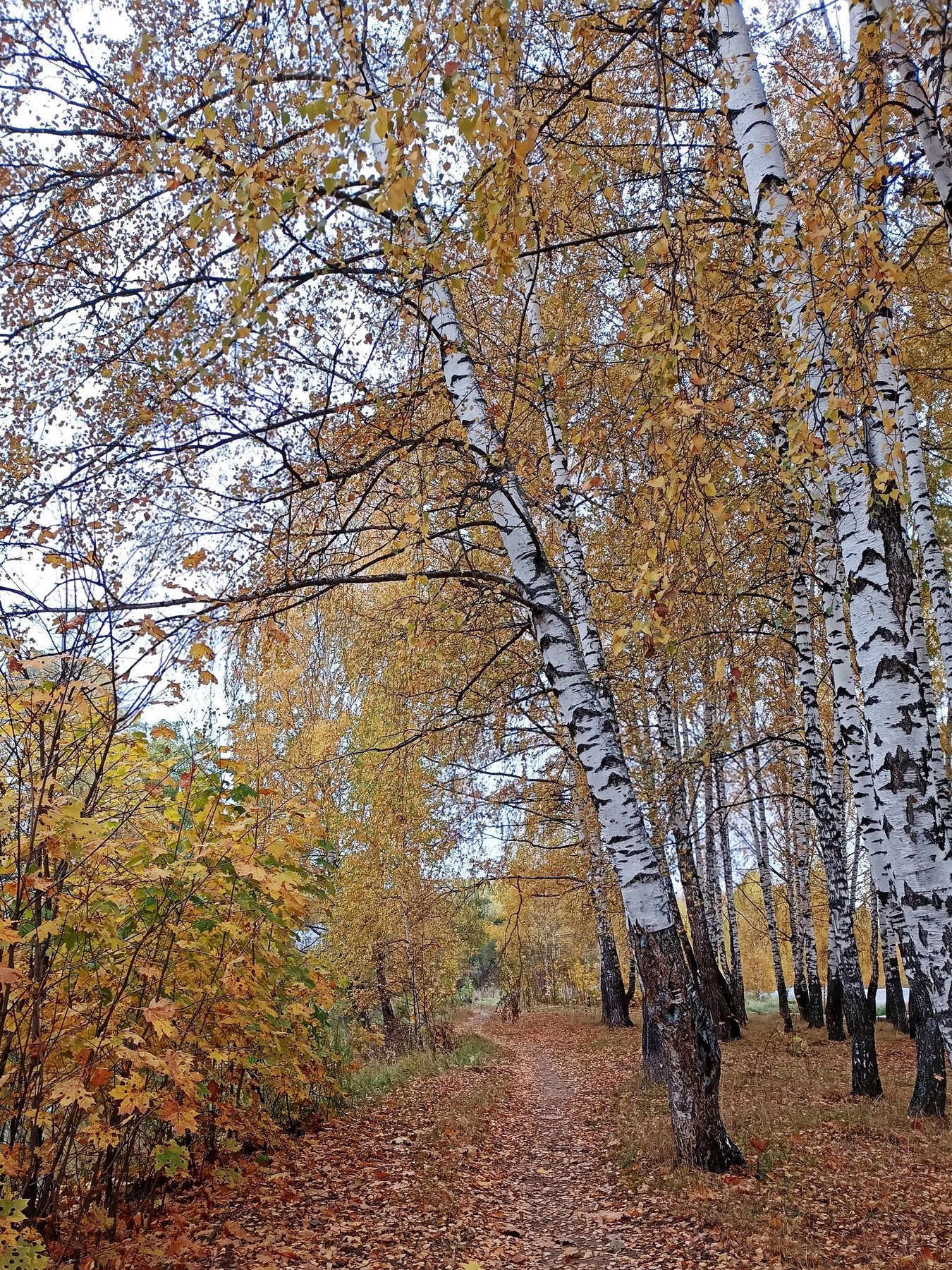 *** осень