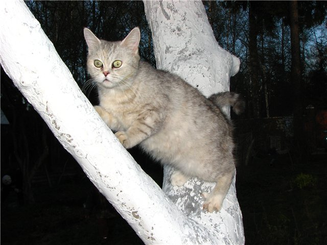 Ночной дозор кошка, ночь
