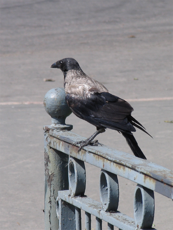 Древний ворон из Аида, совершивший мрачный путь Ворона серая Corvus cornix ворон мост перила Монастырка