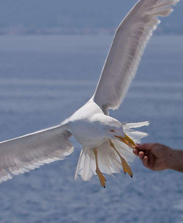 Рука, которая кормит... Желтоногая чайка (Larus michahellis)