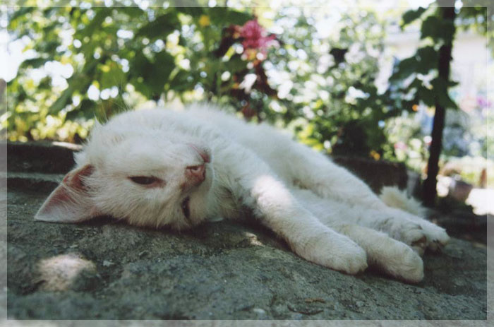 Кыс кошка кот