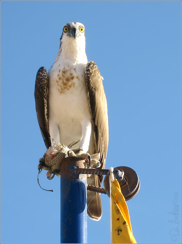 Eagle-2 