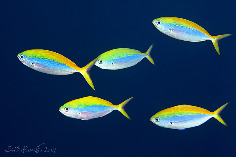 5 желтоспинный цезий Мальдивы yellow-back fusilier Maldives
