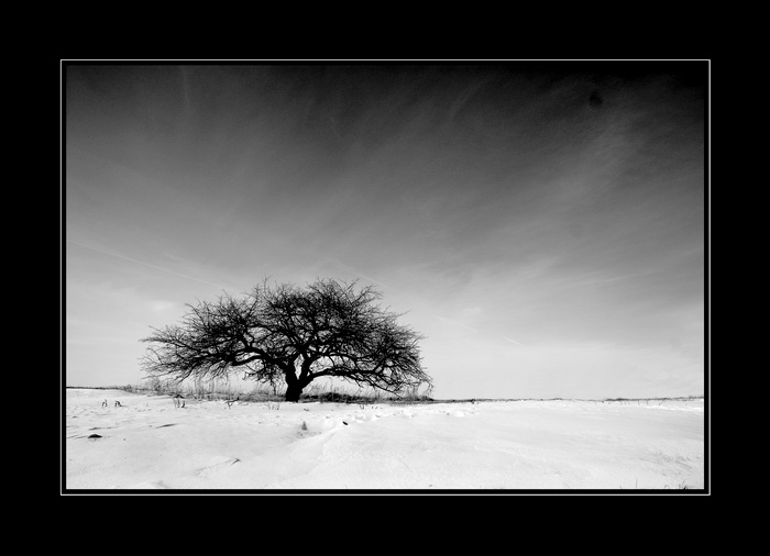 black tree дерево снег зима