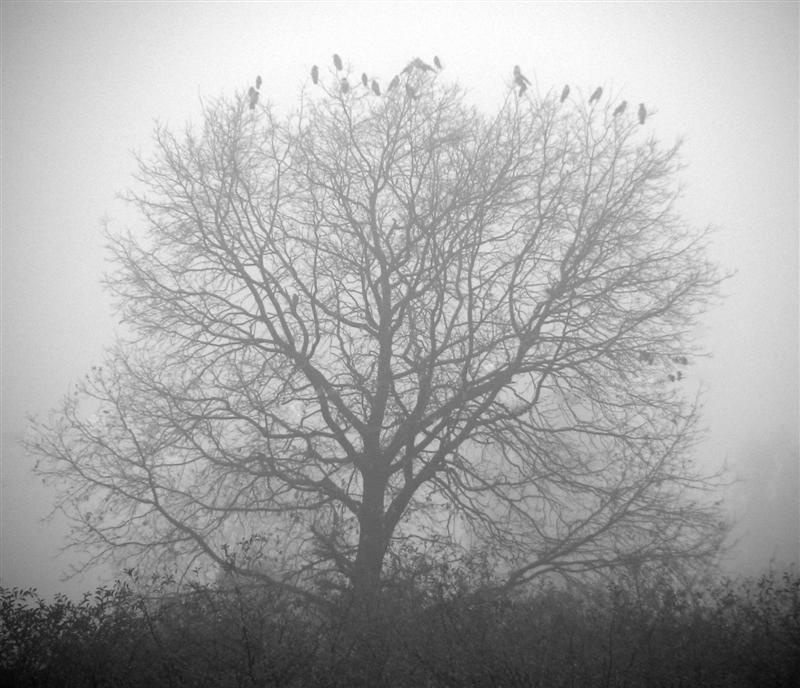 White darkness осень туман