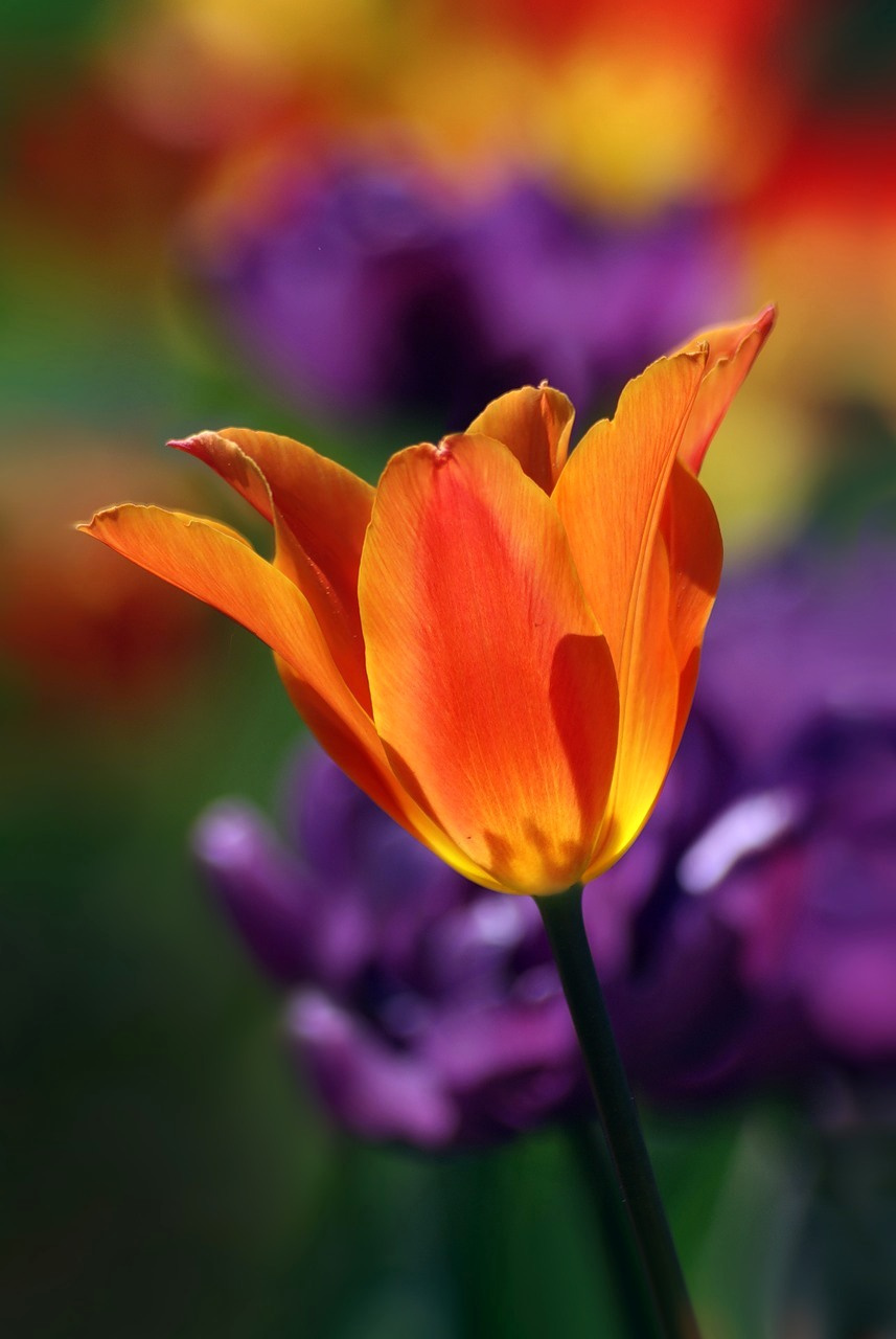 Этот солнечный май весна тюльпан тюльпаны май цветок цветы tulip цветение природа
