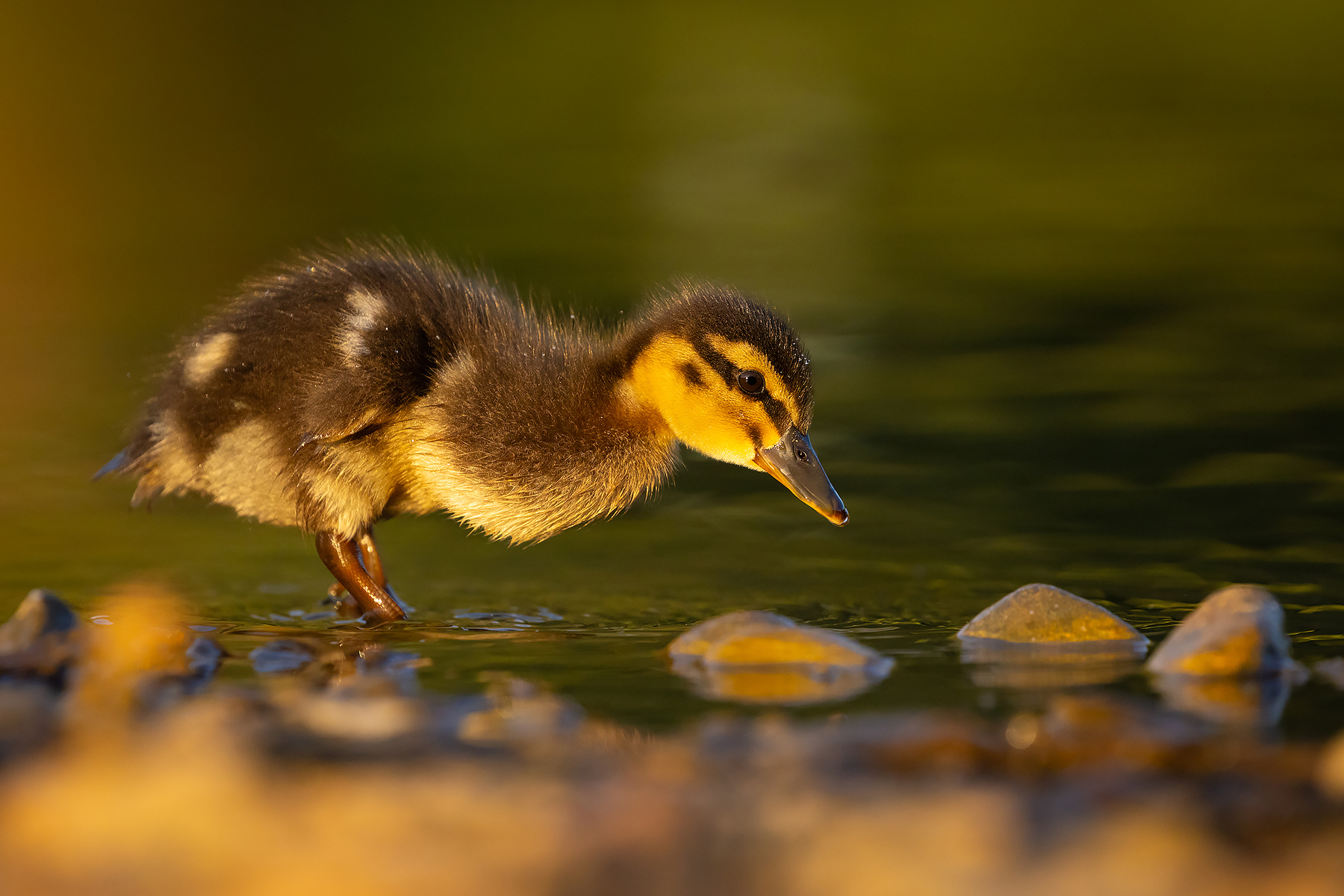 Duckling 
