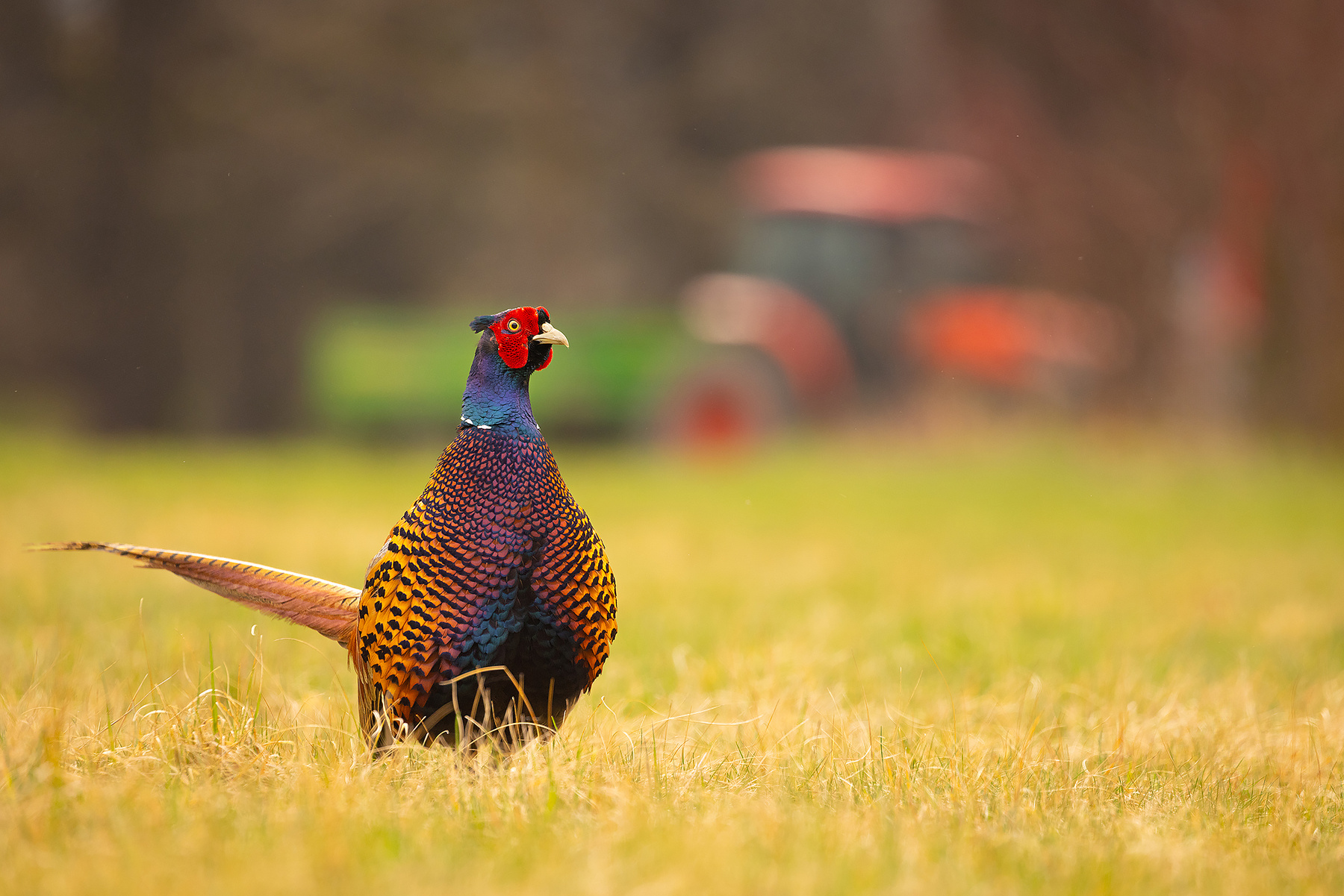 Pheasant 