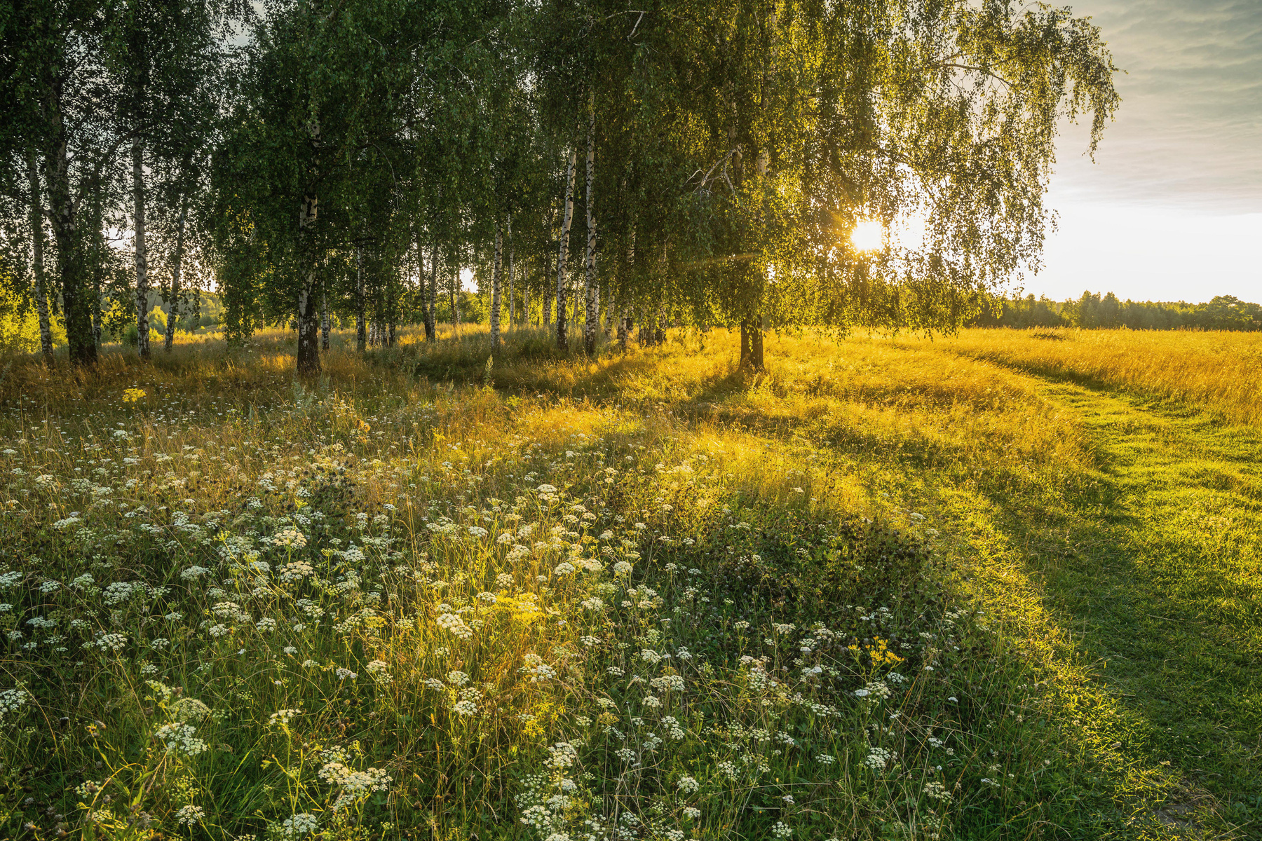 *** природа пейзаж лето.вечер татарстан новочувашский луг цветы