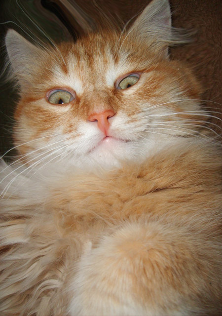 Не только люди бывают странными...но и коты! 