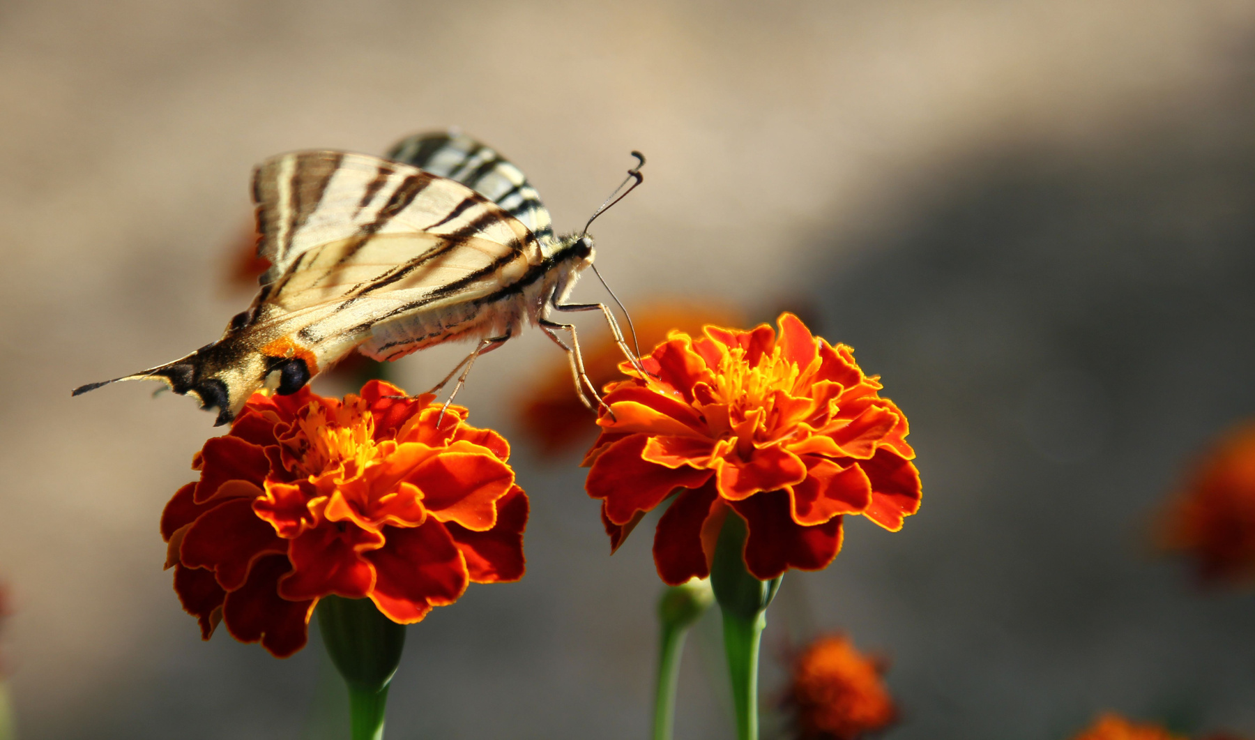 black&white butterfly on the orange flower 