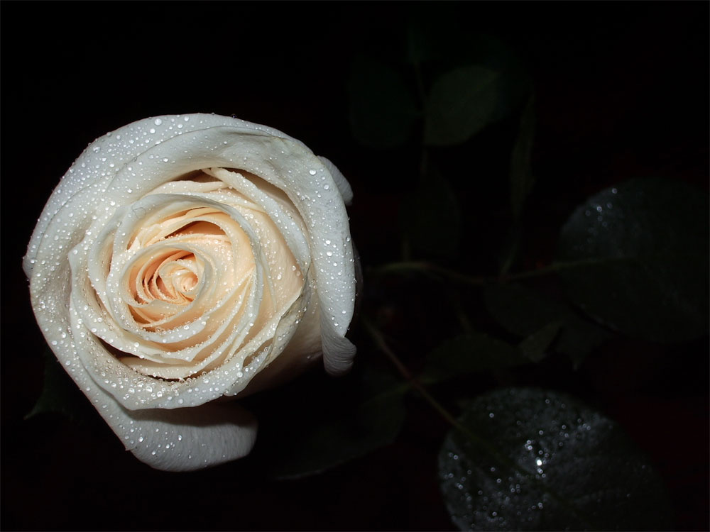 rose-white цветы роза