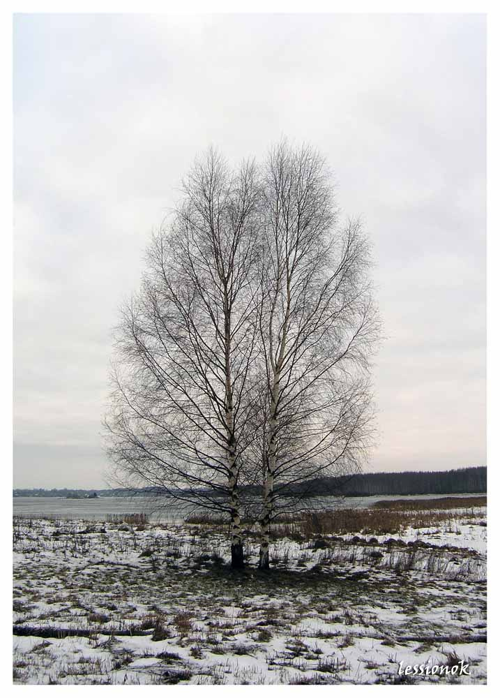 зимнее одиночество дерево берёза зима снег волга река