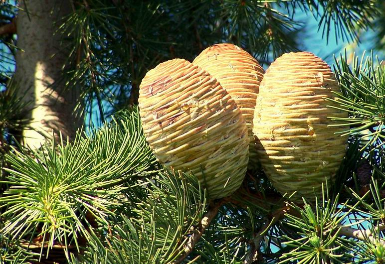 Смолой медовой истекая или Шишки на солнце шишки смола хвоя