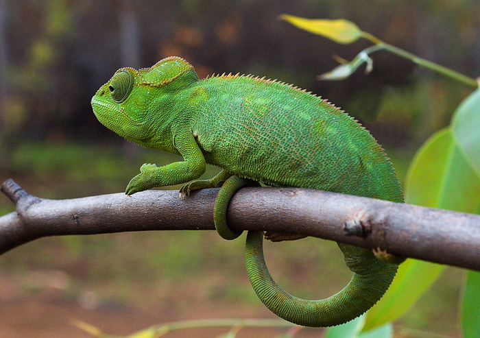 @ Мадагаскар, Madagascar, джунгли, хамелеон, Chameleo, @