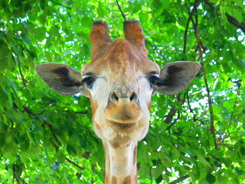 Mr. Giraffe жираф, животные, природа