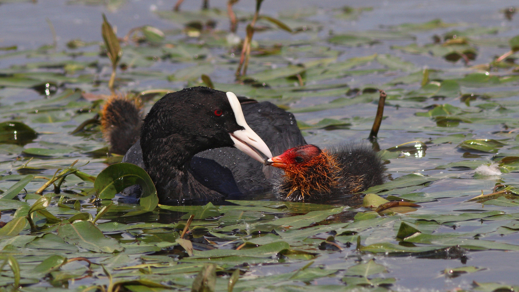 Кушай, мой хороший Лысуха Fulica atra Common coot