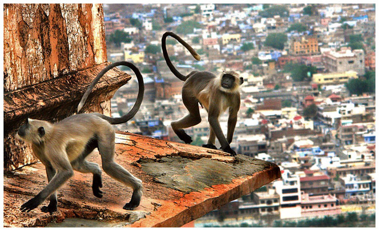 Monkey dance 