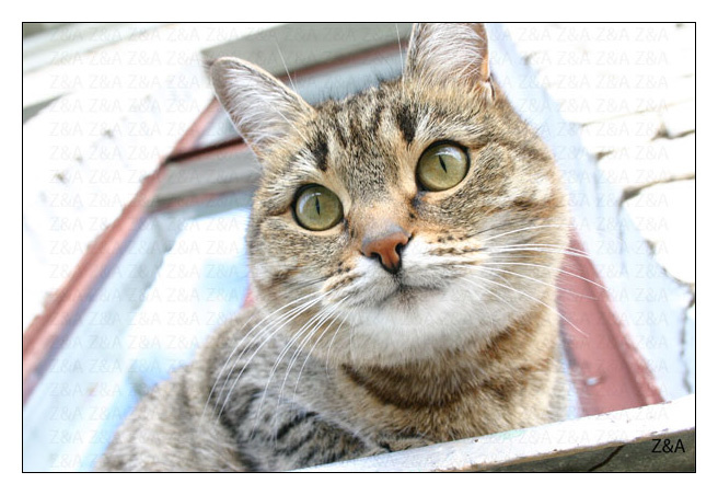 the cat кошка