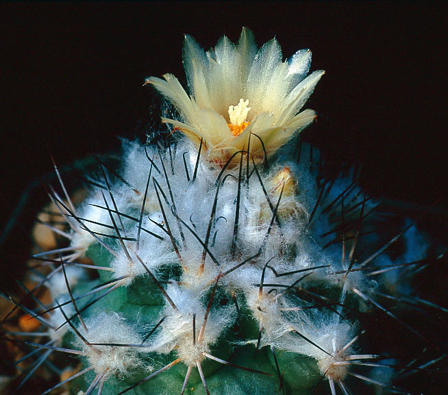 Turbinicarpus gielsdorfianus cactus cacti Turbinicarpus