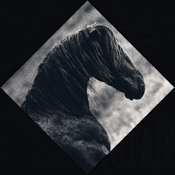 *** horse лошадь