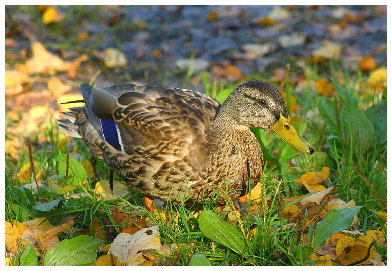 Anas platyrhynchos Linnaeus утка кряква