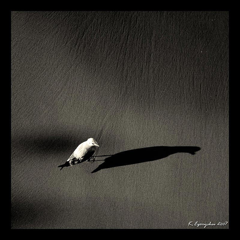 shadow shadow, тень, Светлогорск, чайка, Егорычев, Egorychev