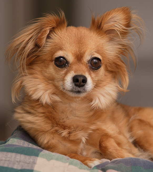 Защитница Julia Toy Terrier