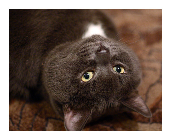 *** кот коты