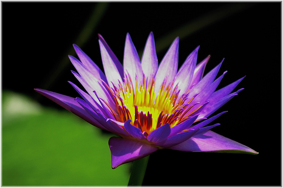 tam lilii ... 2 flower, lilly, garden, nature, water, sad, voda, lilii