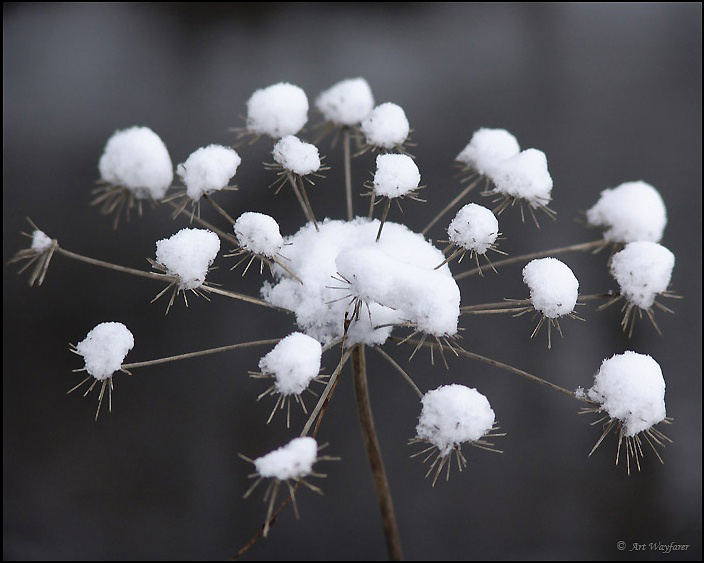 Winter flower 