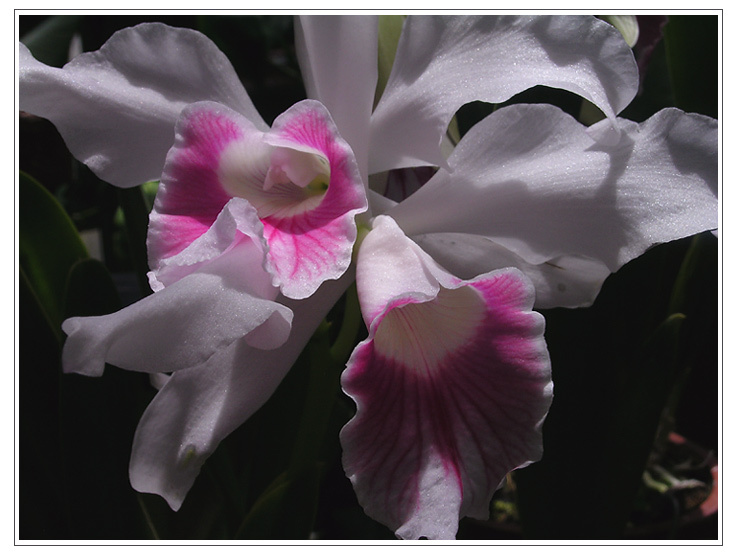 *** orchids