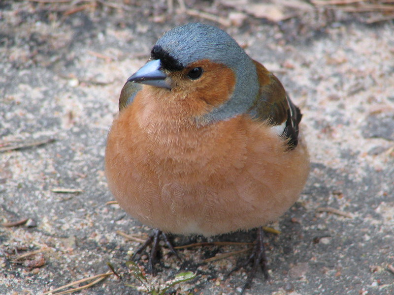 Зяблик птица зяблик Fringilla coelebs